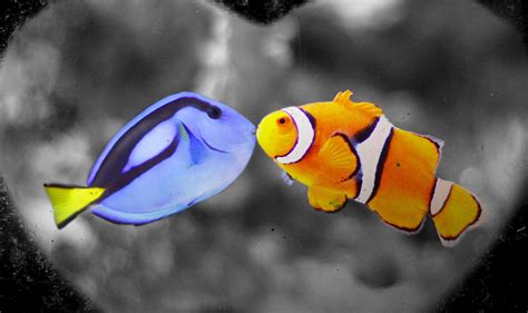 what type of fish is dory